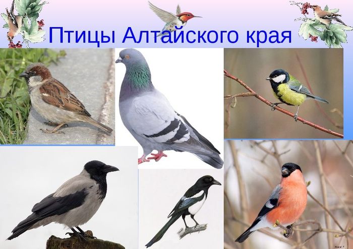 Птицы Алтайского края.