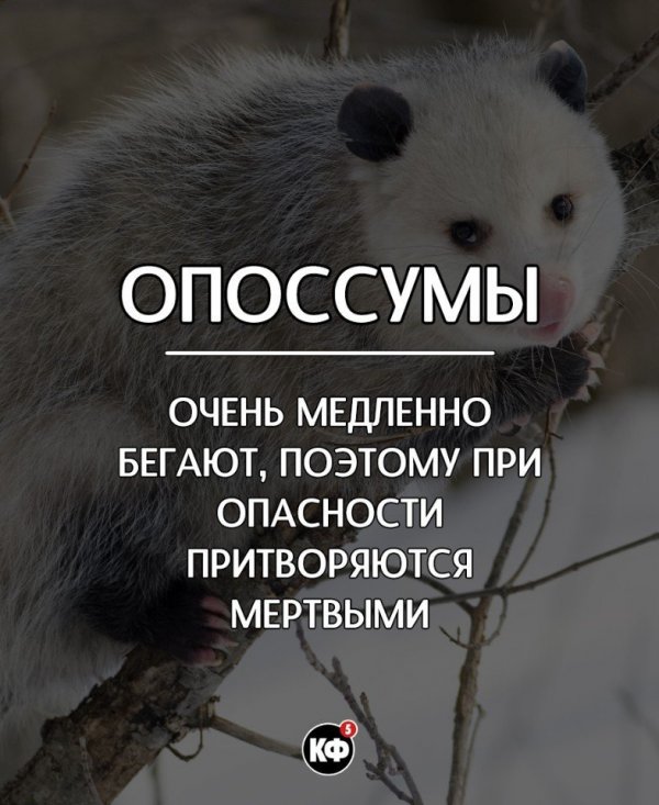 Занимательные факты для всех.