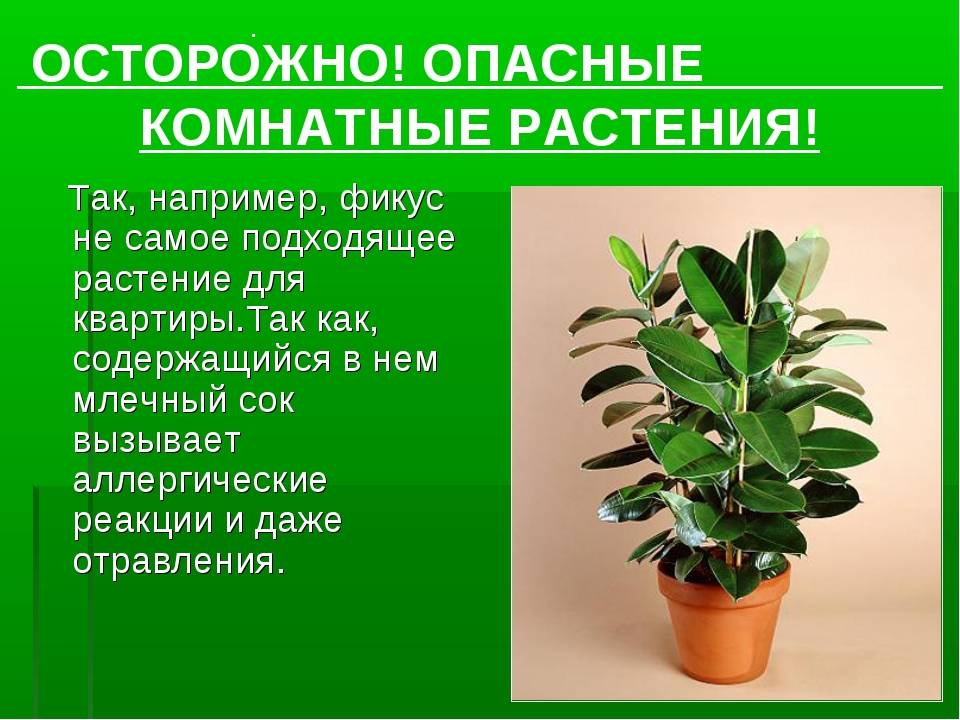 Ядовитые растения в доме: Какие обычные декоративные виды опасны для собак и кошек?.
