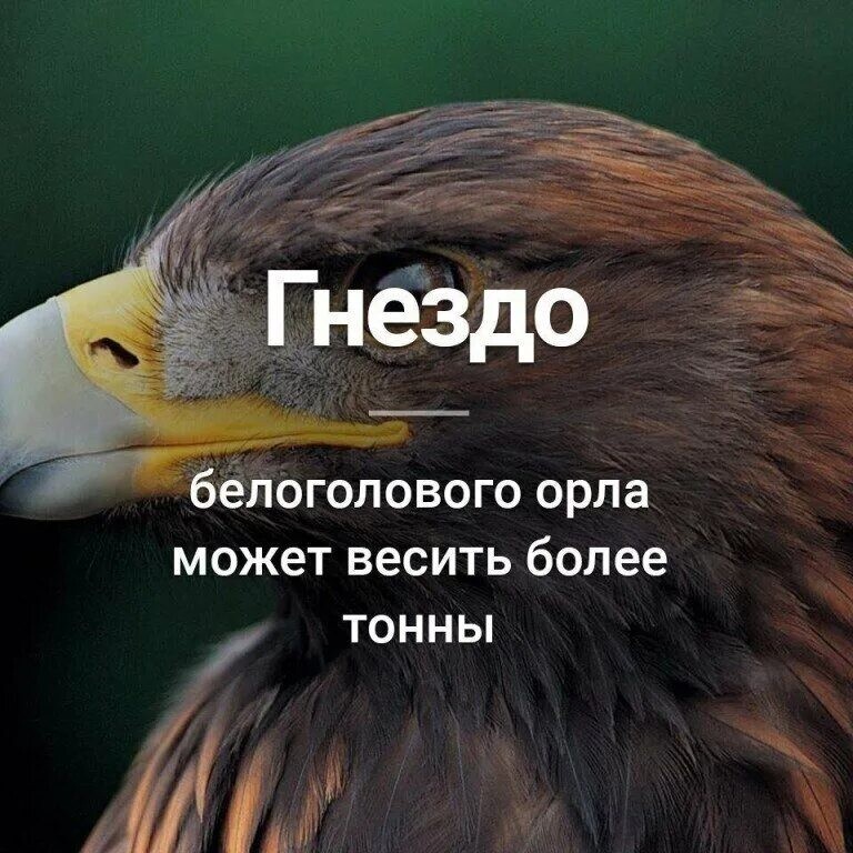 Необыкновенные факты обо всем на свете.