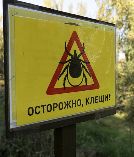 Клещи в тисках: как уберечься от энцефалита.