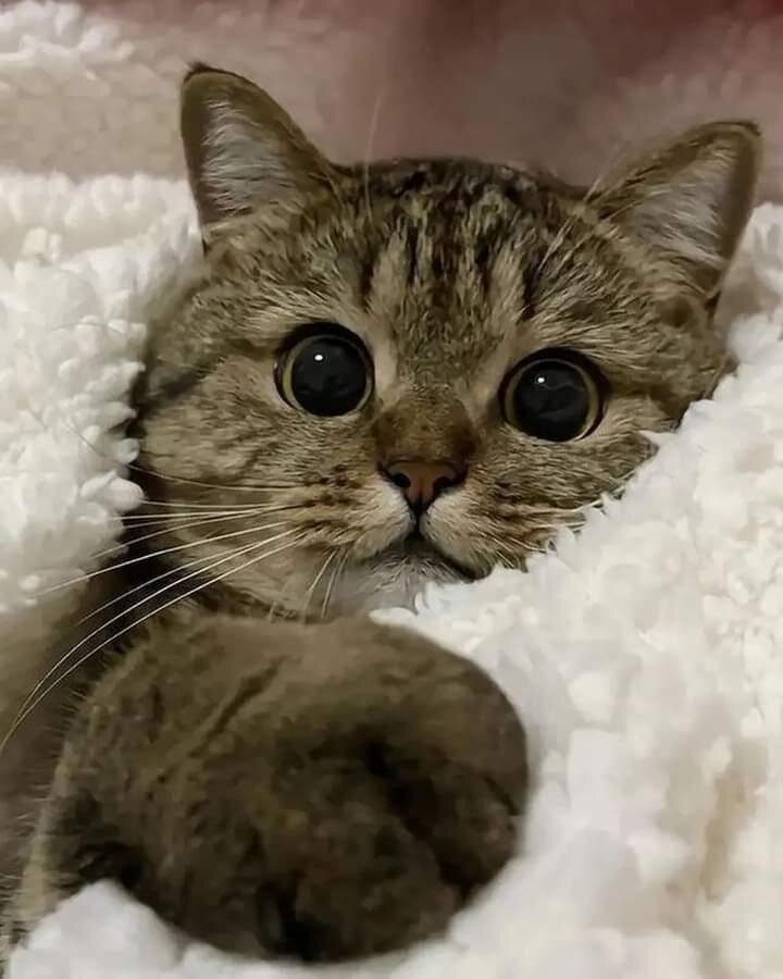 Сколько лет вашему котику по человеческим меркам?.